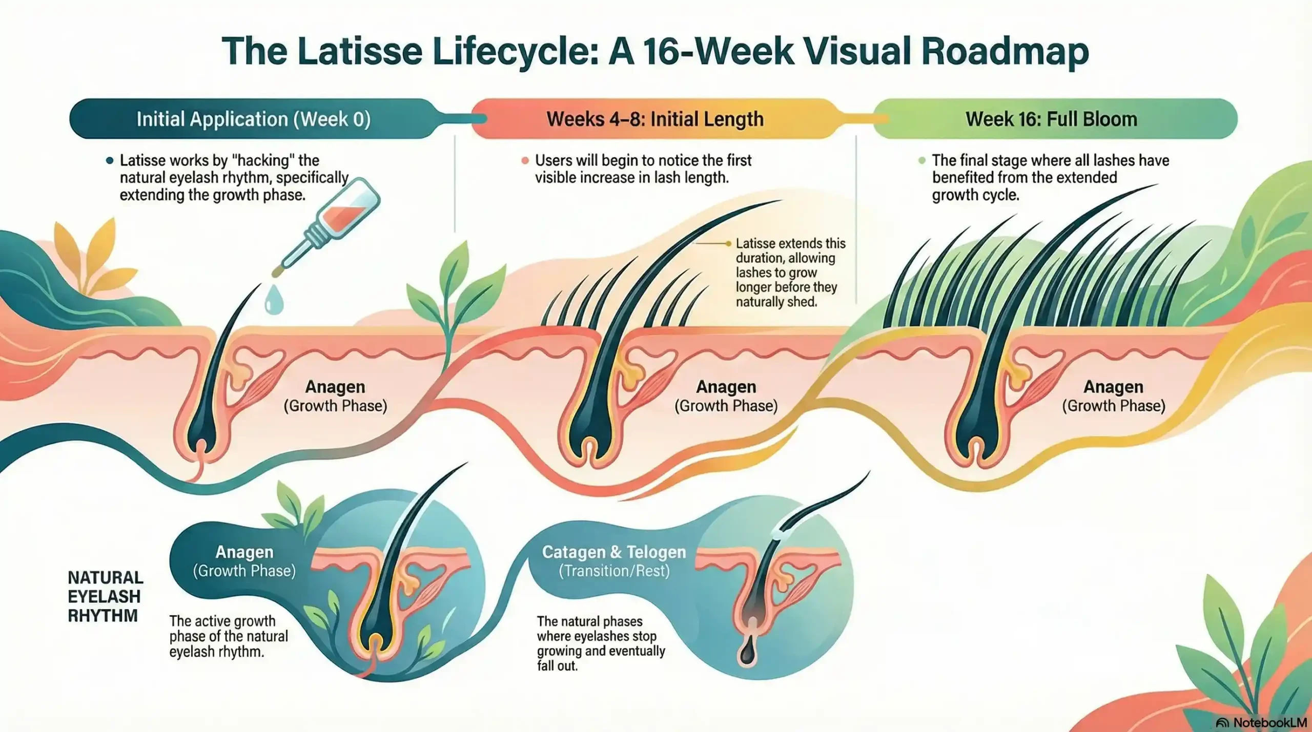 A 16-week timeline illustrating the anagen growth phase of eyelashes when using Latisse prescription treatment.